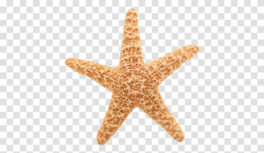 Starfish Clipart Hd Download Starfish Gif Background, Sea Life, Animal, Invertebrate, Giraffe Transparent Png