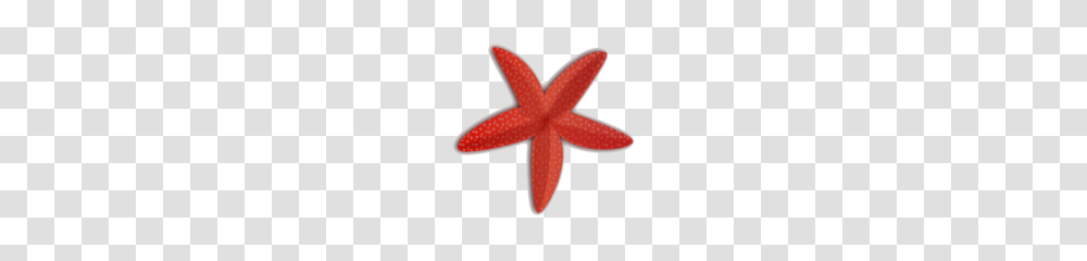 Starfish Clipart, Star Symbol Transparent Png