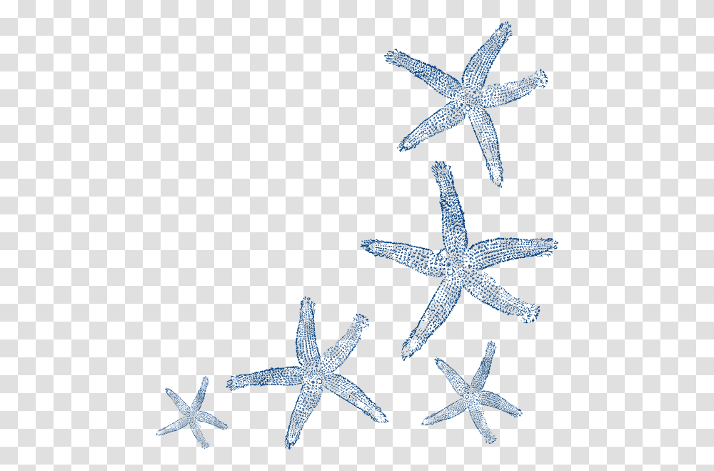 Starfish Clipart Vector Clip Art Seashell, Invertebrate, Sea Life, Animal, Bird Transparent Png