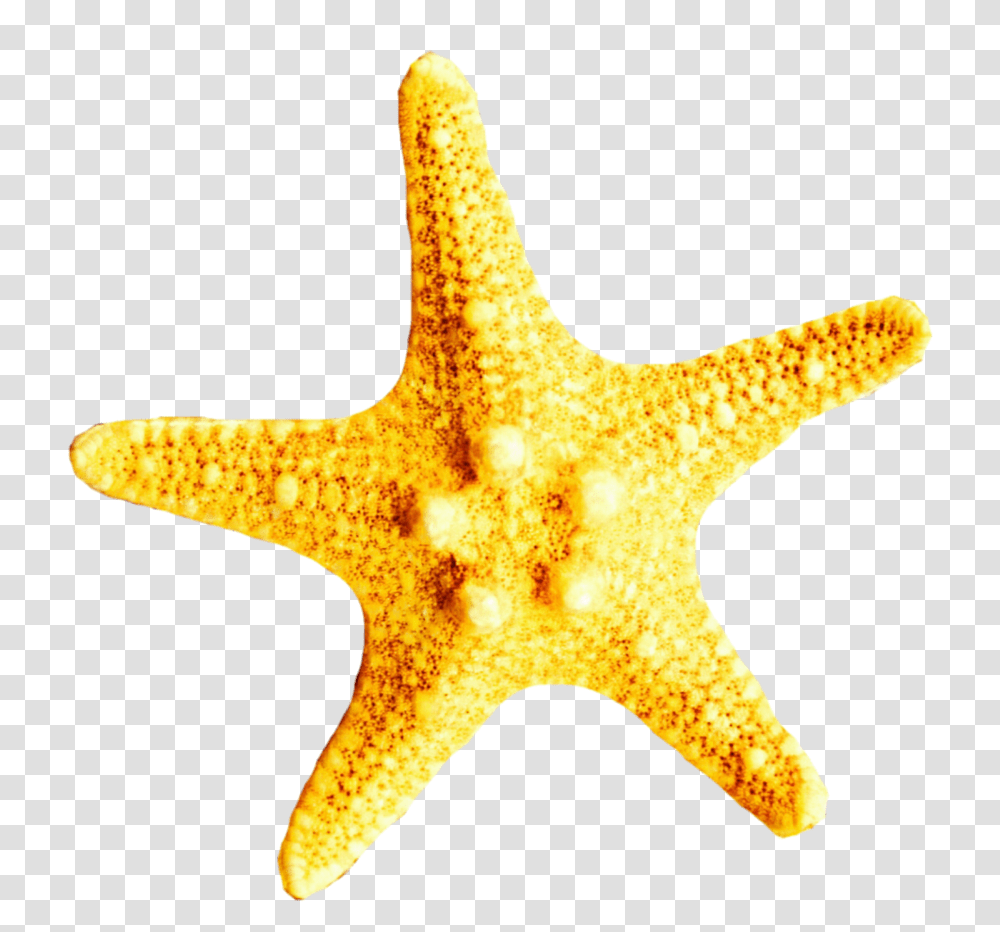 Starfish Clipart Yellow Starfish Yellow, Invertebrate, Sea Life, Animal, Giraffe Transparent Png
