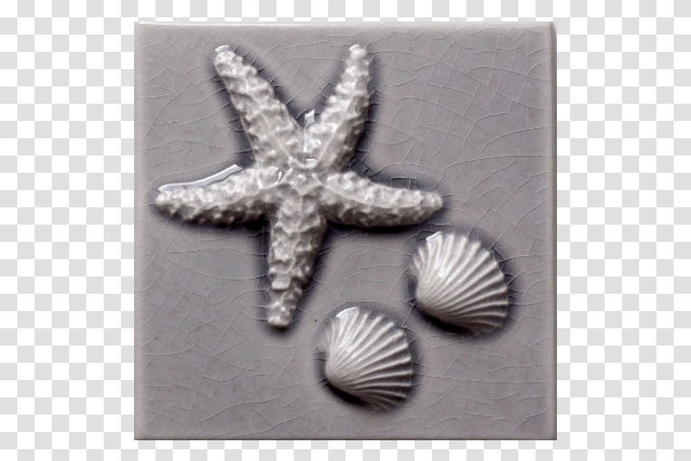 Starfish Cockle Shells, Sea Life, Animal, Invertebrate, Cross Transparent Png