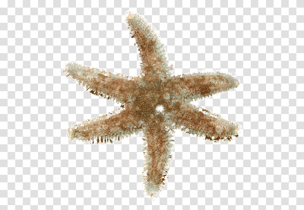 Starfish, Cross, Invertebrate, Sea Life Transparent Png