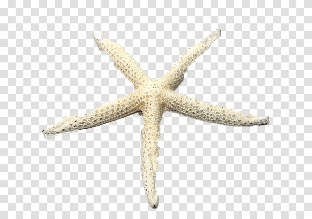Starfish Download Starfish, Cross, Invertebrate, Sea Life Transparent Png