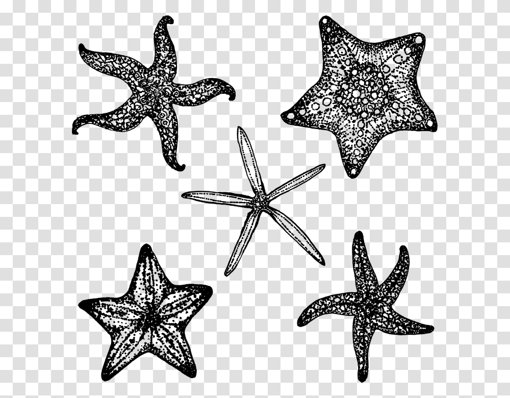 Starfish Fish Star Ocean Sea Black Simple Summer Estrella De Mar En Negro, Gray, World Of Warcraft Transparent Png