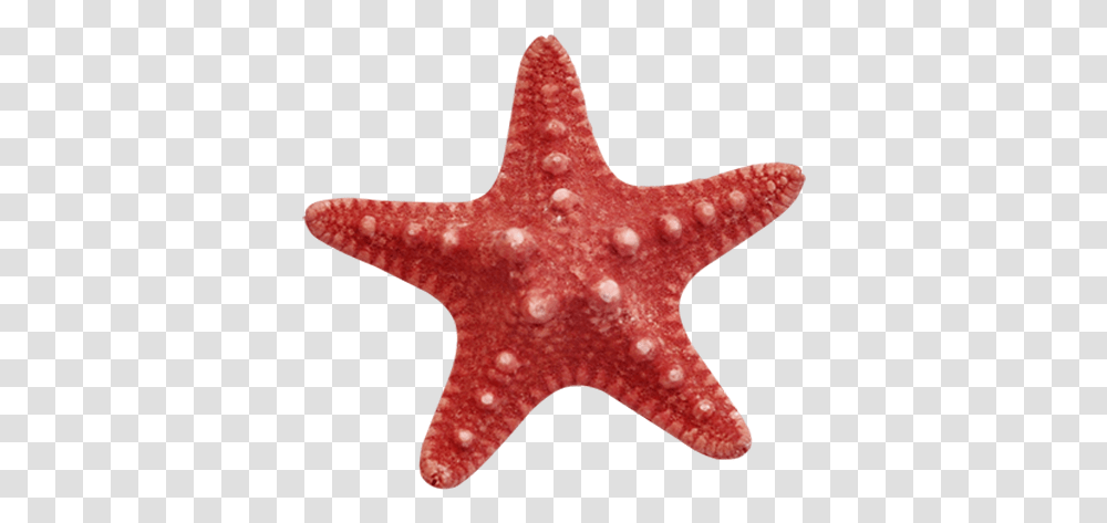 Starfish Free Content Clip Art Star Fish Clip Art, Invertebrate, Sea Life, Animal, Sweater Transparent Png