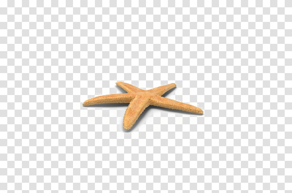 Starfish Free Download Arts, Sea Life, Animal, Invertebrate, Lizard Transparent Png