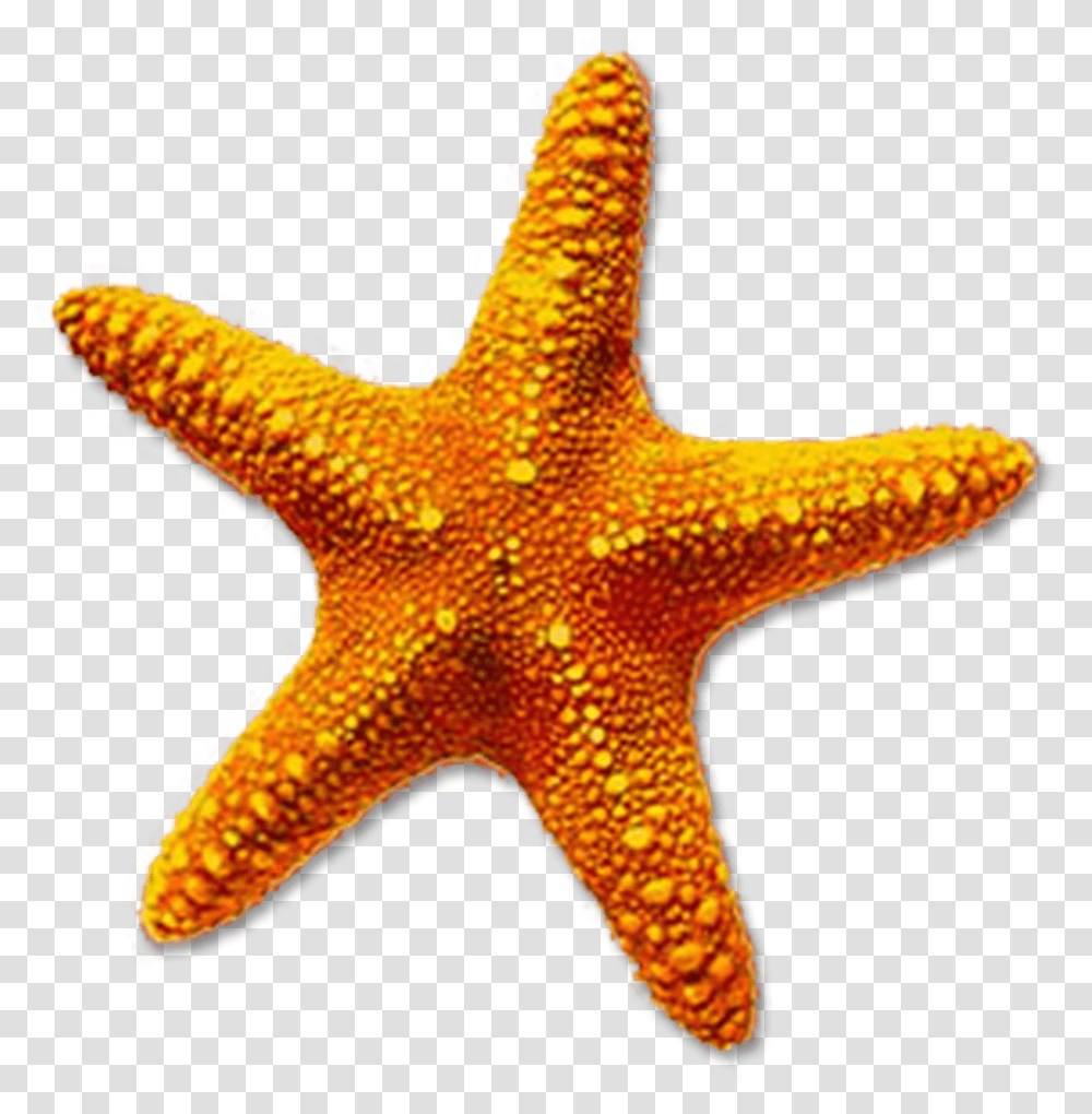 Starfish Free Download On Mbtskoudsalg Starfish, Invertebrate, Sea Life, Animal Transparent Png