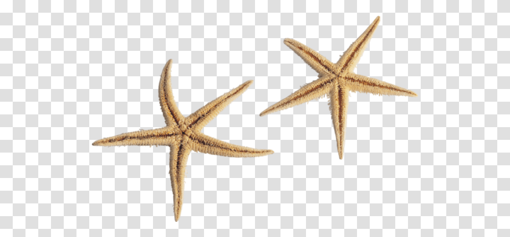 Starfish Hd Vector 1 7376 Free Images Background Sea Star, Invertebrate, Sea Life, Animal, Cross Transparent Png