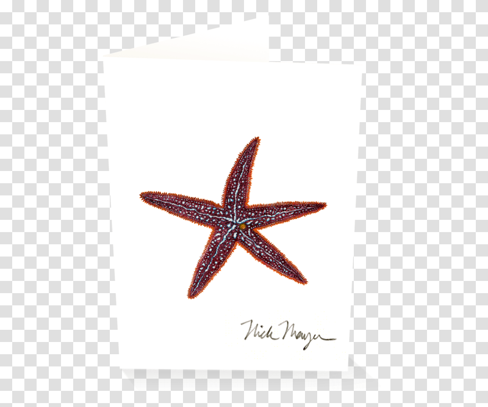 Starfish I Starfish, Animal, Sea Life, Text, Invertebrate Transparent Png