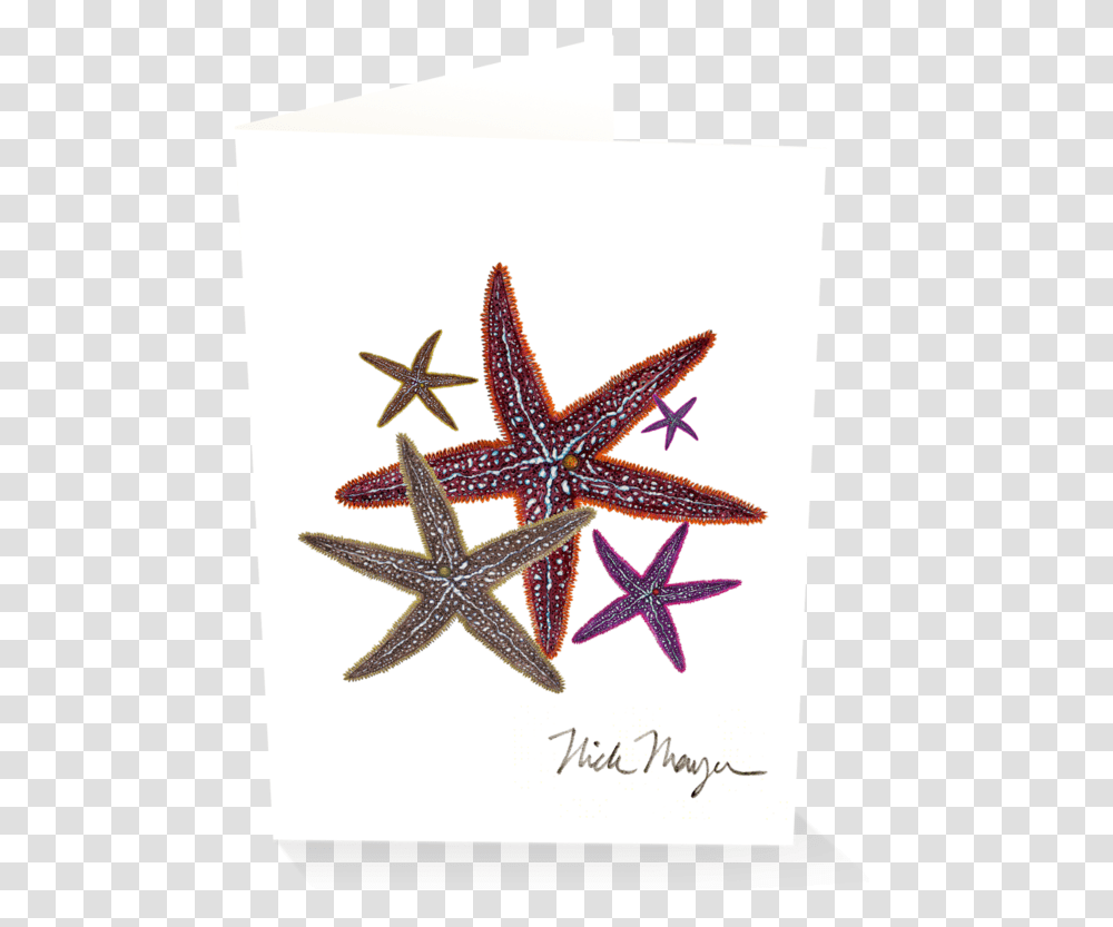 Starfish Ii Starfish, Star Symbol, Insect, Invertebrate Transparent Png