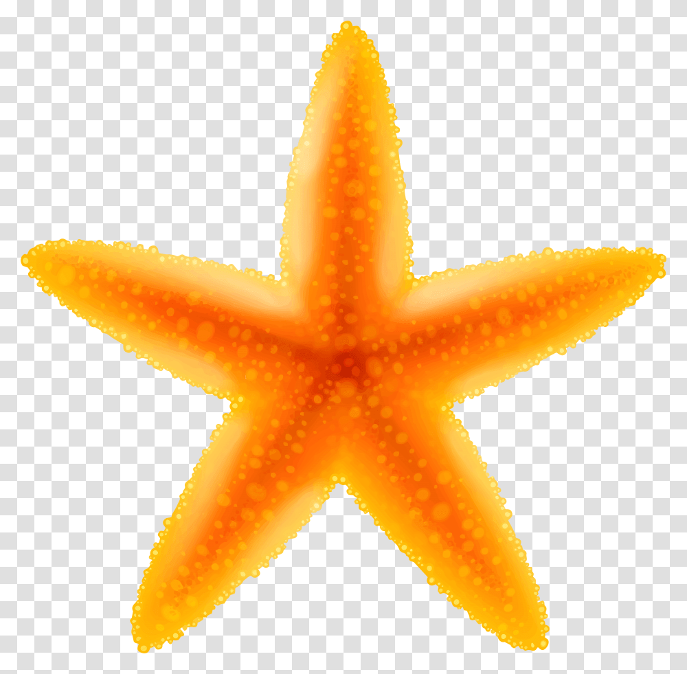 Starfish Image Download Transparent Png