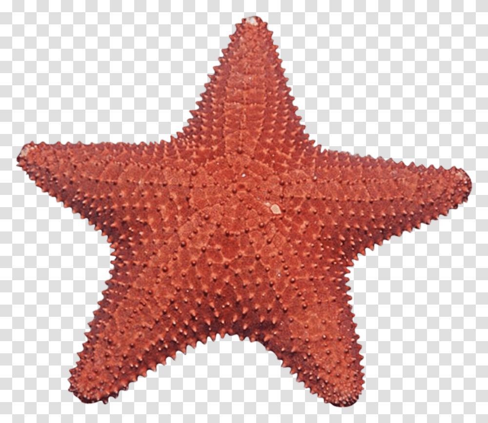 Starfish Image Hq Starfish, Invertebrate, Sea Life, Animal Transparent Png