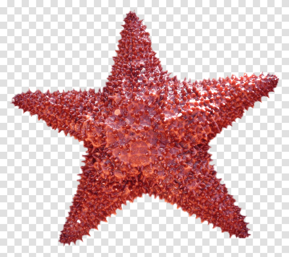 Starfish Image Portable Network Graphics, Invertebrate, Sea Life, Animal Transparent Png