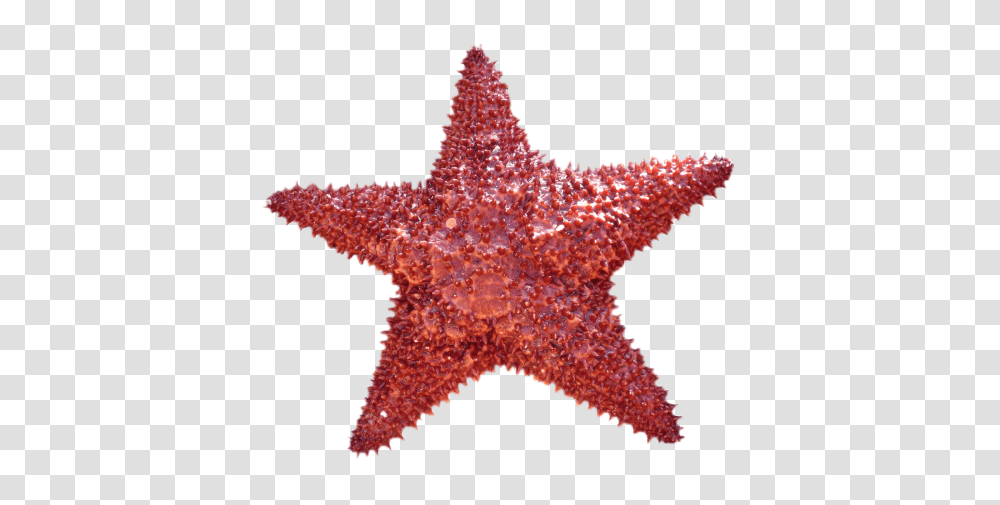 Starfish Image, Sea Life, Animal, Invertebrate Transparent Png
