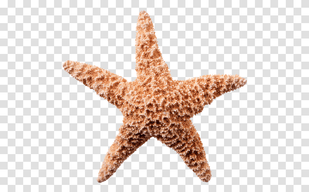 Starfish Image Starfish White Background, Invertebrate, Sea Life, Animal, Lizard Transparent Png