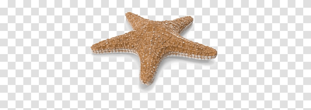 Starfish Image With Background Starfish, Invertebrate, Sea Life, Animal, Axe Transparent Png