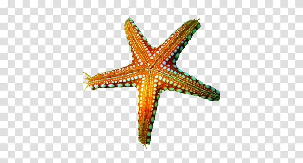 Starfish Images Free Download, Invertebrate, Sea Life, Animal, Cross Transparent Png