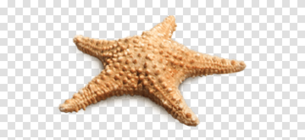 Starfish Images Real Star Fish, Sea Life, Animal, Invertebrate Transparent Png