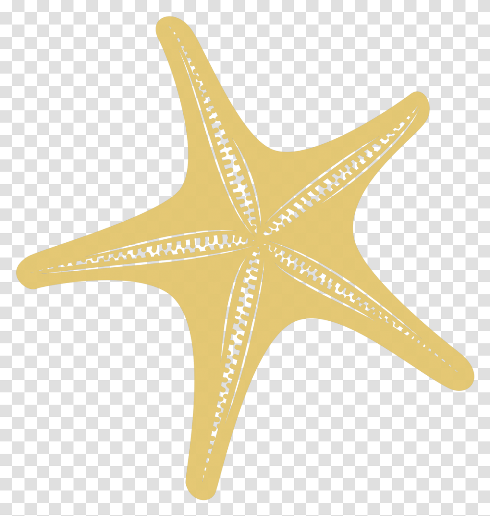 Starfish, Invertebrate, Sea Life, Animal Transparent Png
