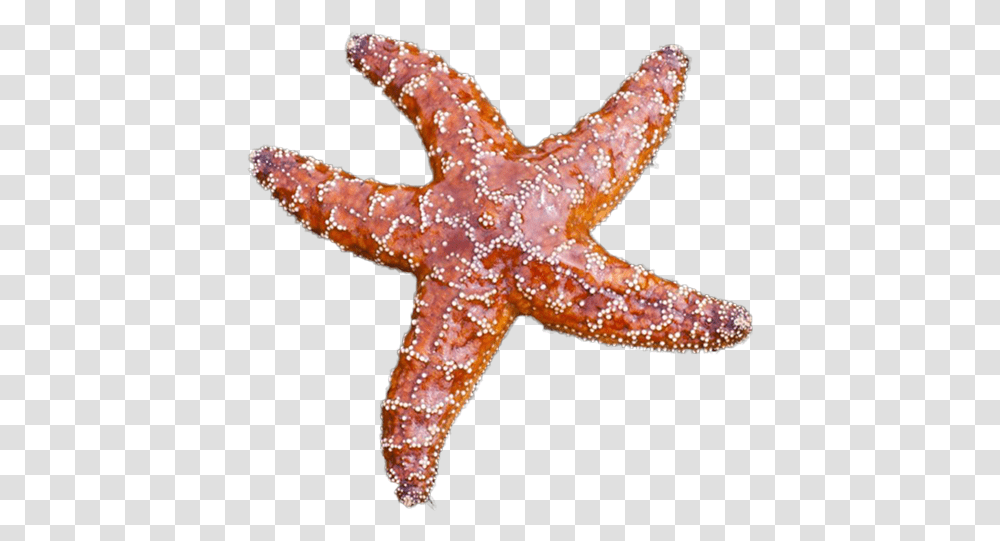 Starfish Module Star Fish Top View, Sea Life, Animal, Invertebrate, Fungus Transparent Png