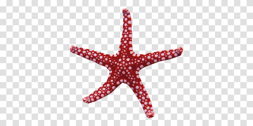 Starfish My Name Is Rapunzel Adobe Photoshop Waking Rainbow Star Magic Wand, Invertebrate, Sea Life, Animal, Person Transparent Png