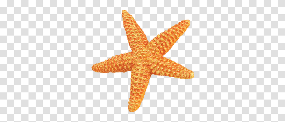 Starfish Orange Starfish With No Background, Sea Life, Animal, Cross, Symbol Transparent Png