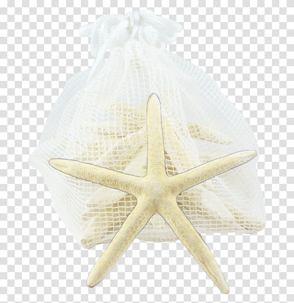 Starfish Pack 10 White Finger Starfish, Sea Life, Animal, Invertebrate Transparent Png