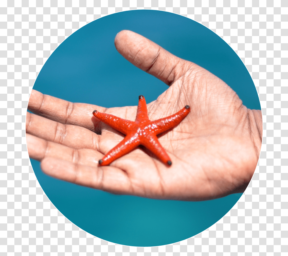 Starfish, Person, Human, Sea Life, Animal Transparent Png