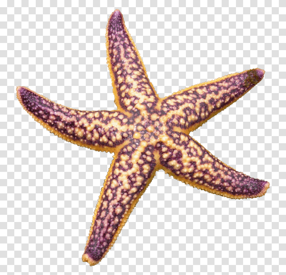 Starfish Purple Northern Pacific Sea Star, Lizard, Reptile, Animal, Sea Life Transparent Png