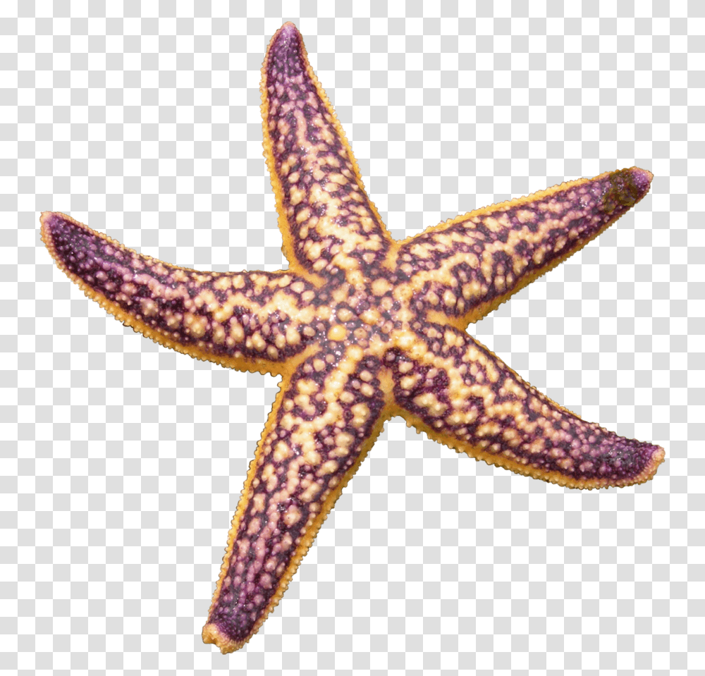 Starfish Purple Starfish, Lizard, Reptile, Animal, Sea Life Transparent Png