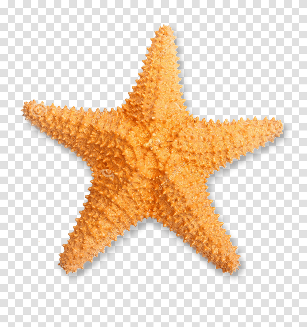 Starfish Real Starfish, Invertebrate, Sea Life, Animal, Fungus Transparent Png