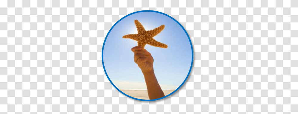 Starfish Retention Solutions, Invertebrate, Sea Life, Animal, Cross Transparent Png