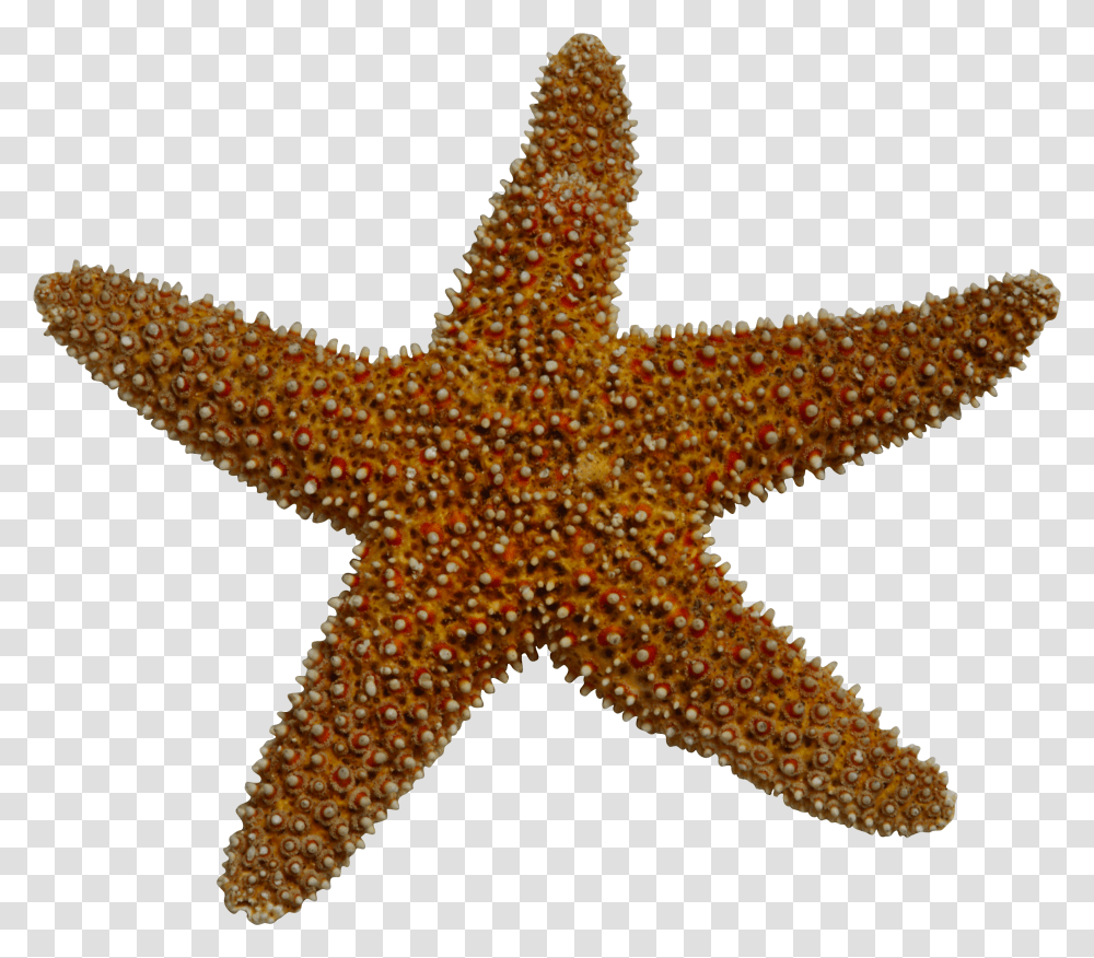 Starfish Sea Clip Art Starfish Clipart, Sea Life, Animal, Invertebrate, Lizard Transparent Png