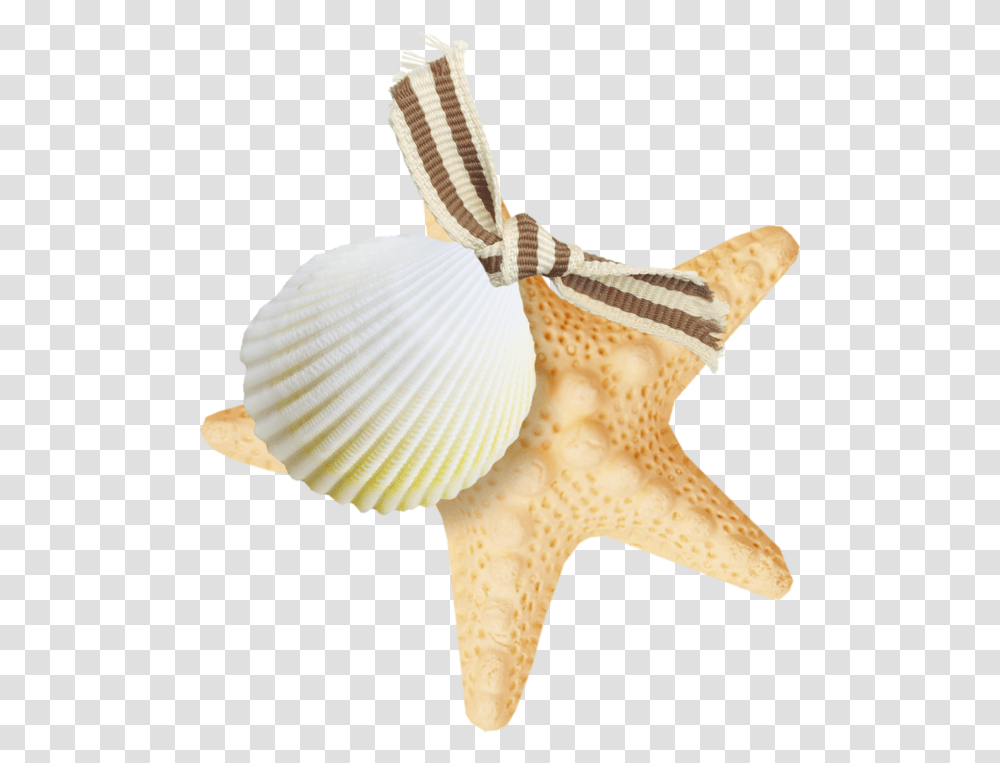 Starfish, Sea Life, Animal, Invertebrate, Seashell Transparent Png