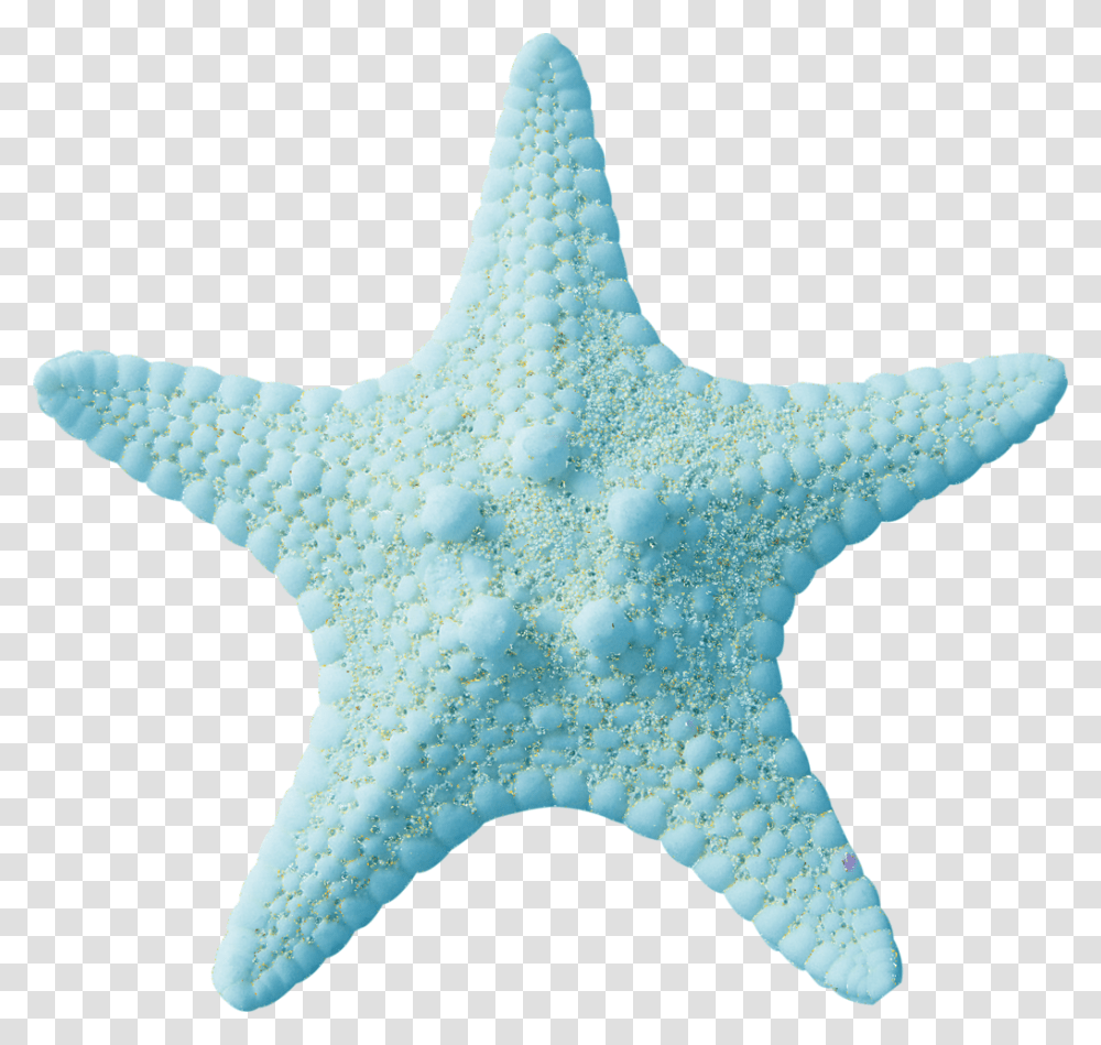 Starfish, Sea Life, Animal, Invertebrate, Toy Transparent Png