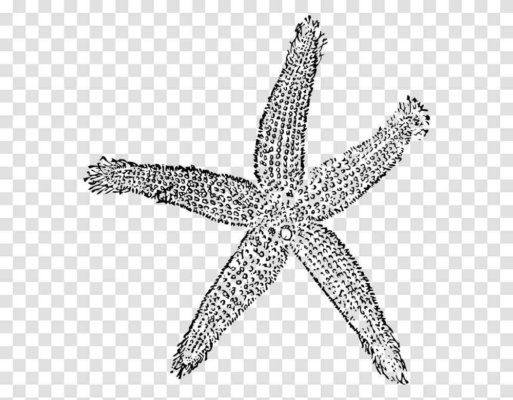 Starfish Sea Star Sea Life Marine Life Nautical Navy Blue Starfish Clipart, Gray Transparent Png