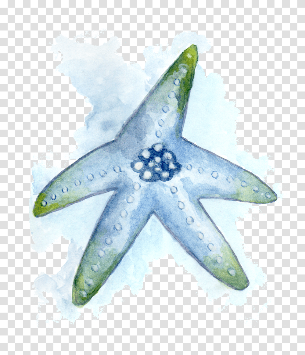 Starfish, Shark, Sea Life, Animal, Star Symbol Transparent Png