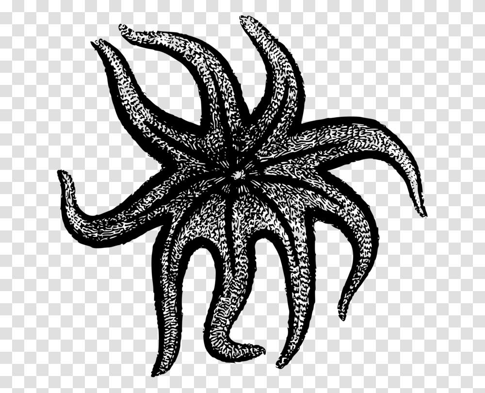 Starfish Sunflower Sea Star Computer Icons Drawing, Gray, World Of Warcraft Transparent Png