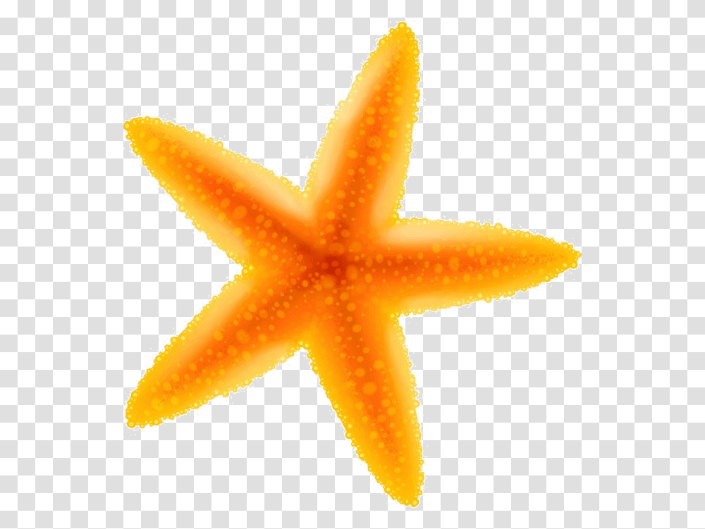 Starfish Yellow Clipart Starfish, Fungus, Sea Life, Animal, Invertebrate Transparent Png