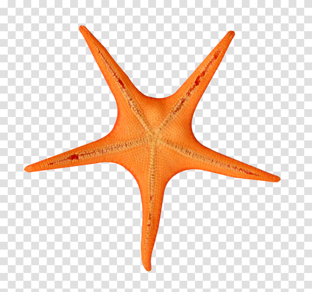 Starfish Yellow Portable Network Graphics, Invertebrate, Sea Life, Animal, Axe Transparent Png