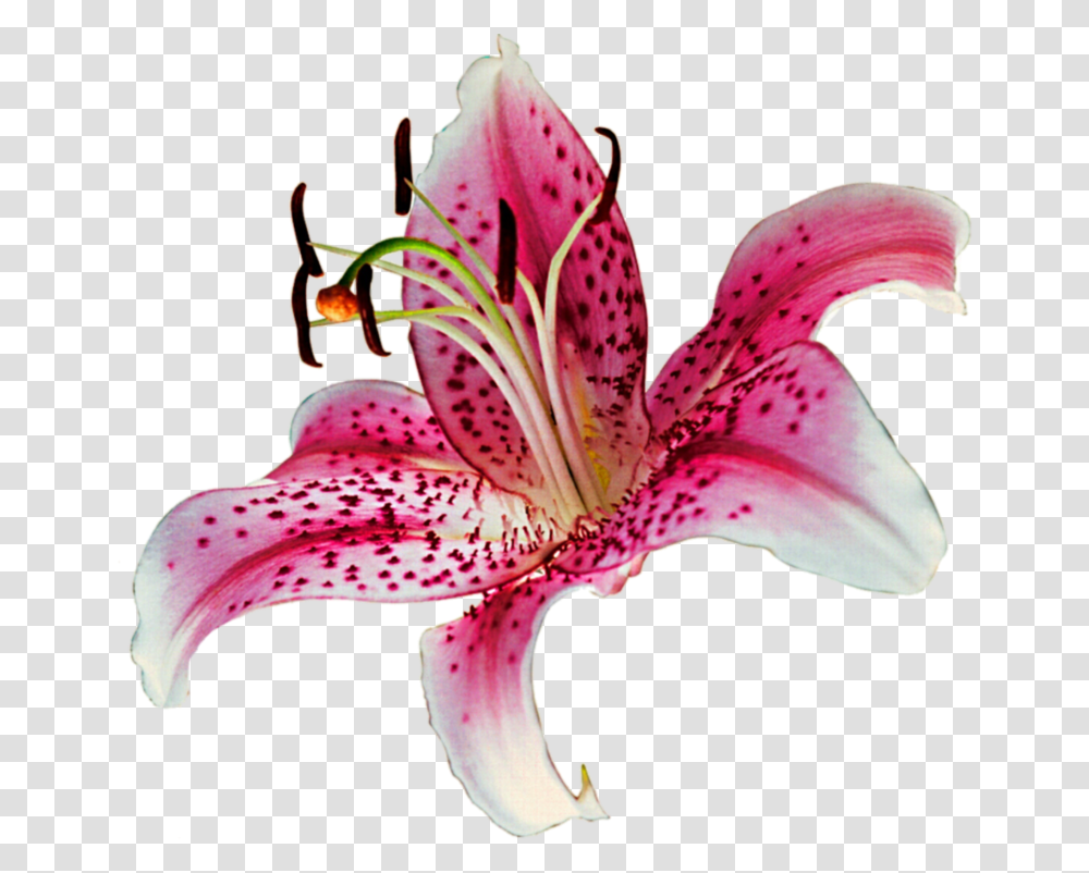 Stargazer Lily Background, Plant, Flower, Blossom, Bird Transparent Png