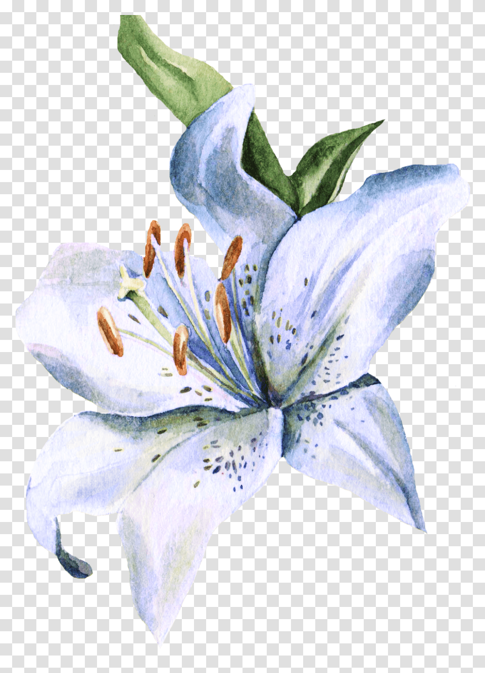 Stargazer Lily Clipart Lily Flower Watercolor Painting, Plant, Blossom, Pollen, Bird Transparent Png