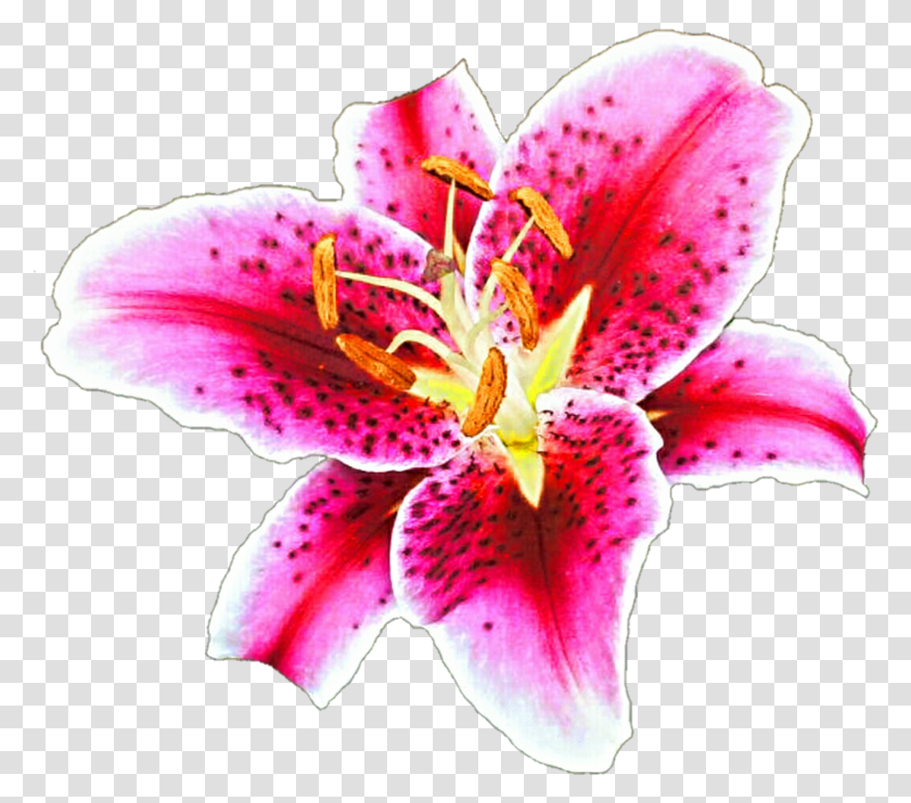Stargazer Lily Clipart Stargazer Lily Background, Plant, Flower, Blossom, Pollen Transparent Png