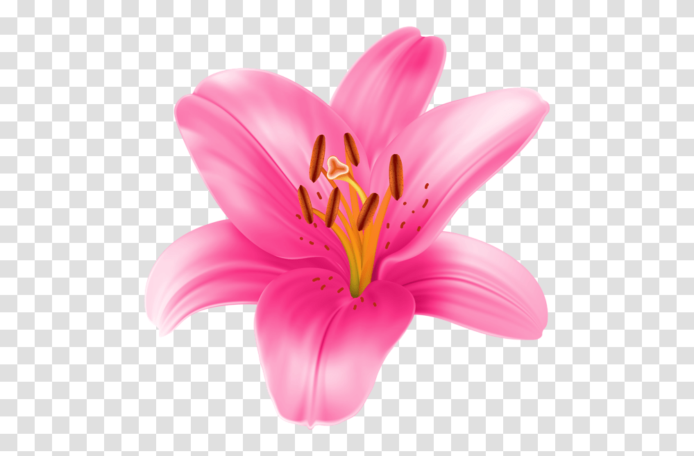 Stargazer Lily Cliparts Free Download Clip Art, Plant, Flower, Blossom, Pollen Transparent Png