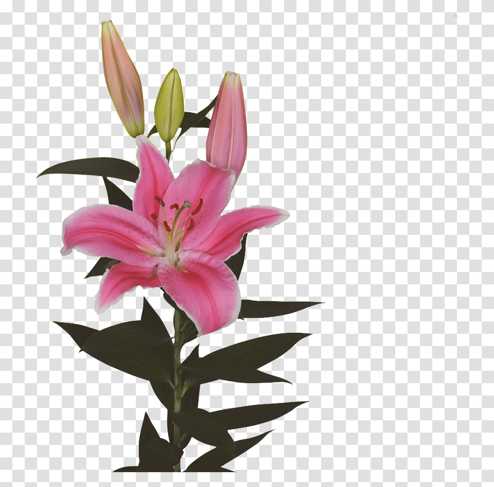 Stargazer Lily Lily, Plant, Flower, Blossom, Petal Transparent Png