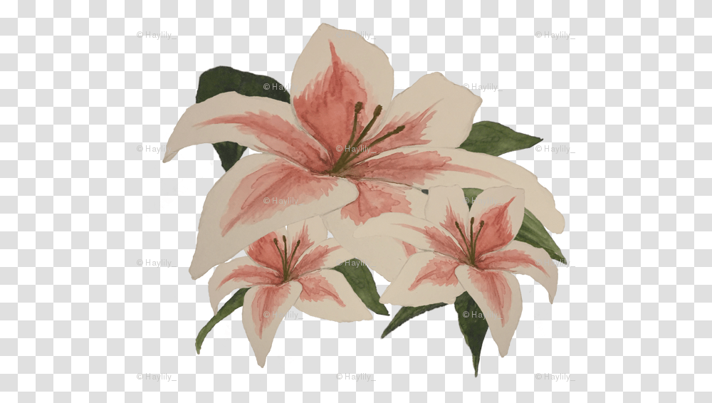 Stargazer Lily, Plant, Flower, Blossom, Amaryllis Transparent Png