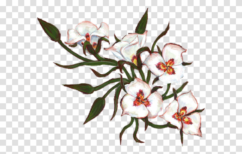 Stargazer Lily, Plant, Flower, Blossom, Geranium Transparent Png