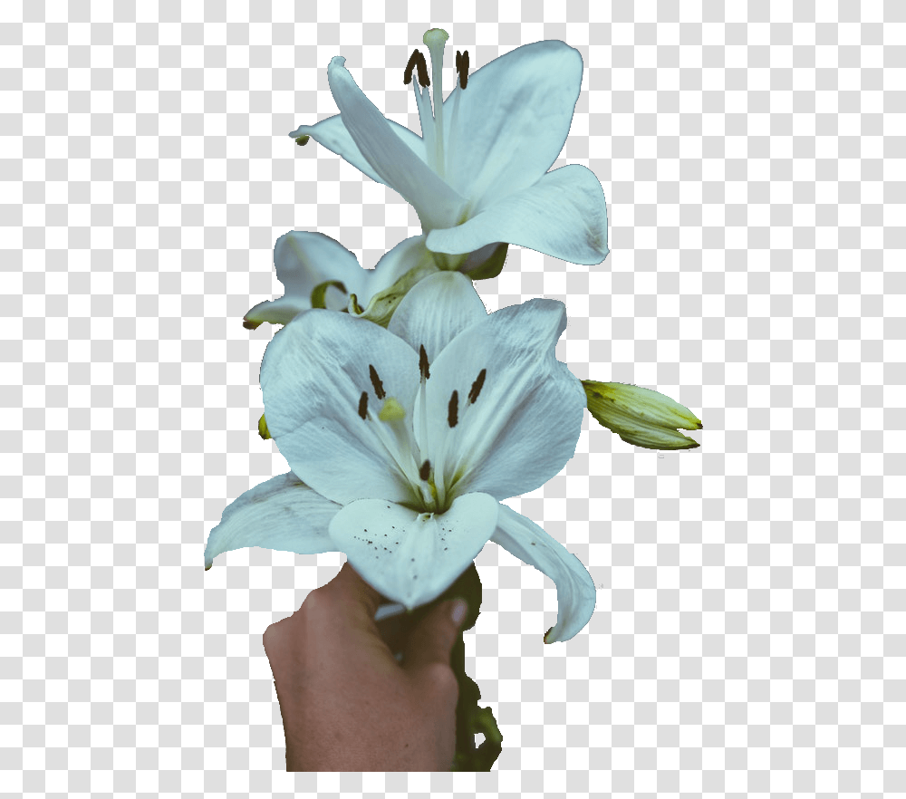 Stargazer Lily, Plant, Flower, Blossom, Pollen Transparent Png