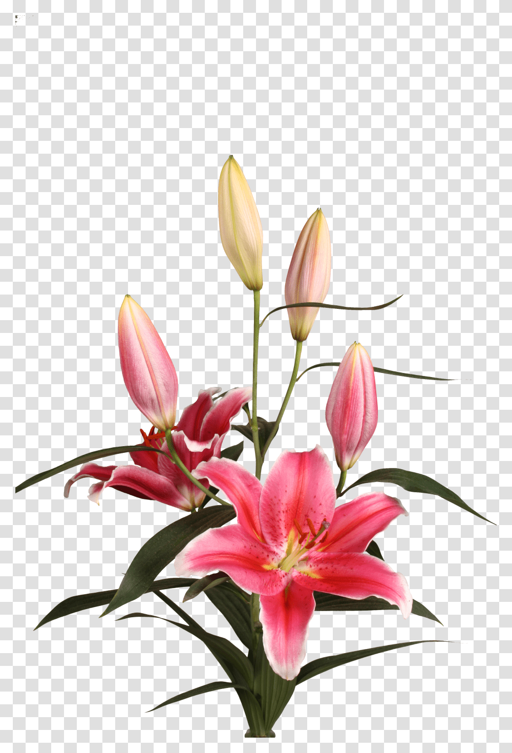 Stargazer Lily, Plant, Flower, Flower Arrangement, Vase Transparent Png