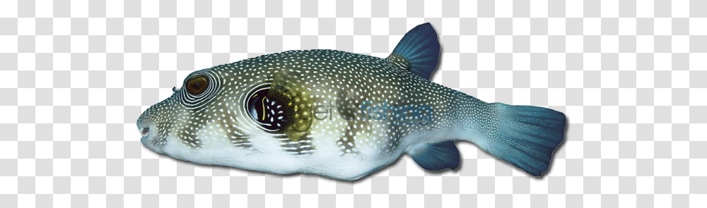 Stars Andstripes Puffer Get Fishing Puffer Fish, Animal, Sea Life Transparent Png